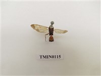 藏品(寄生蜂)的圖片